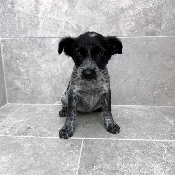 Male Australian Cattle Dog puppy for sale at Petland - Pensacola.