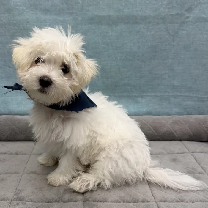 Male Maltese puppy for sale at Petland - Pensacola.