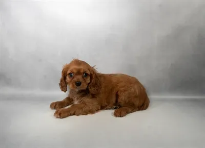 Female Cavalier King Charles Spaniel puppy for sale at Petland - Pensacola.