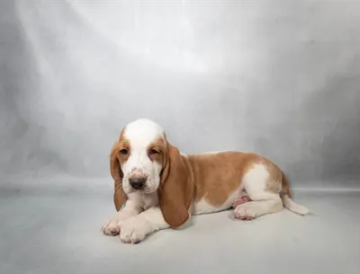 Female Basset Hound puppy for sale at Petland - Pensacola.