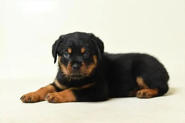 Male Rottweiler puppy for sale at Petland - Pensacola.