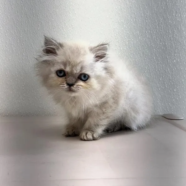 Male Persian kitten for sale at Petland - Pensacola.