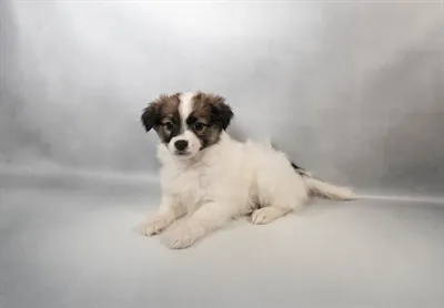 Female Papillon puppy for sale at Petland - Pensacola.