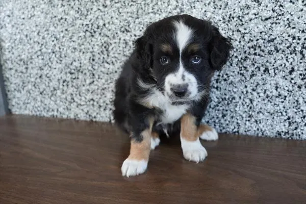 Male Miniature American Shepherd puppy for sale at Petland - Pensacola.