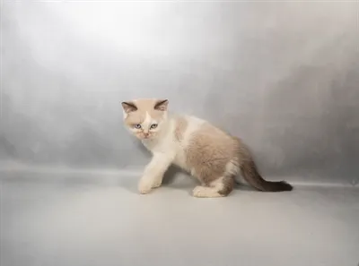 Male British Shorthair kitten for sale at Petland - Pensacola.