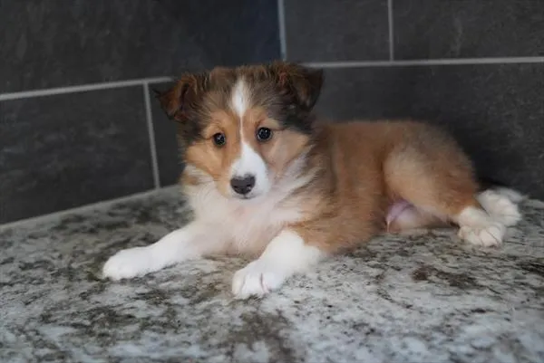 Male Shetland Sheepdog puppy for sale at Petland - Pensacola.