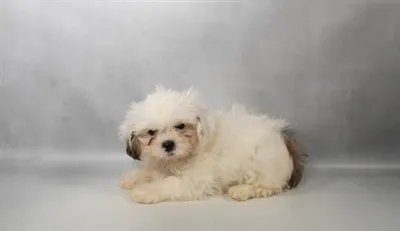 Female Lhasa Apso puppy for sale at Petland - Pensacola.