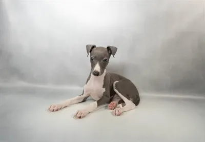 Female Italian Greyhound puppy for sale at Petland - Pensacola.
