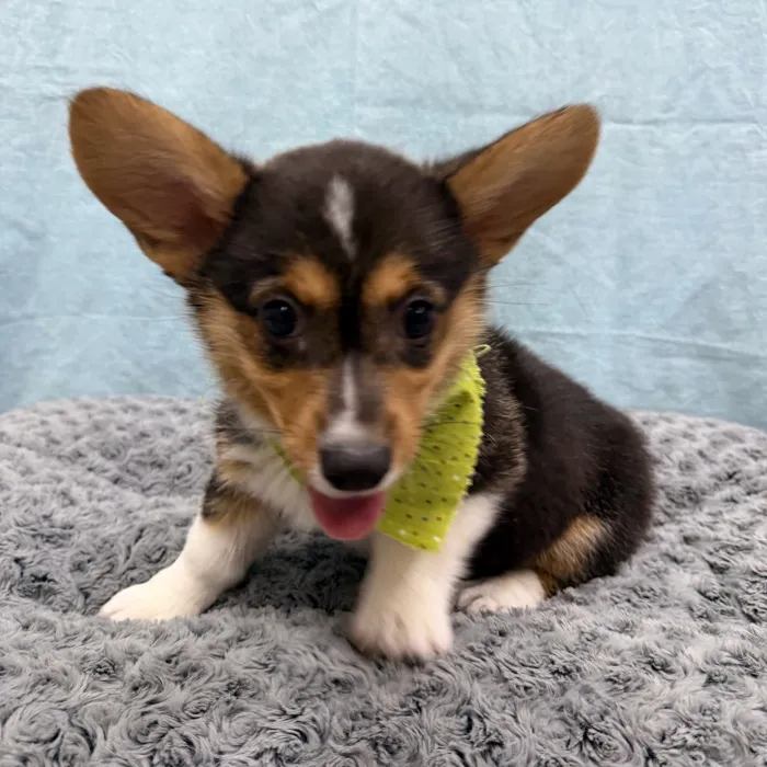 Female Pembroke Welsh Corgi puppy for sale at Petland - Pensacola.