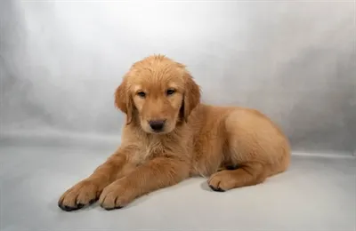 Male Golden Retriever puppy for sale at Petland - Pensacola.