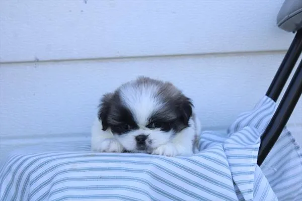 Female Pekingese puppy for sale at Petland - Pensacola.