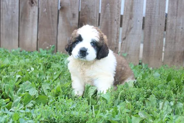 Female Saint Bernard puppy for sale at Petland - Pensacola.