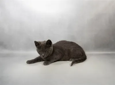 Male Tonkinese kitten for sale at Petland - Pensacola.