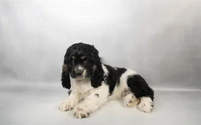 Female Cocker Spaniel puppy for sale at Petland - Pensacola.