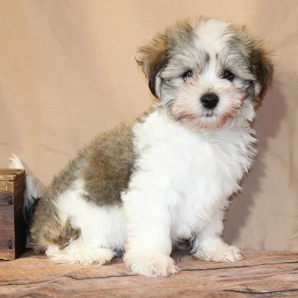 Male Havanese puppy for sale at Petland - Pensacola.