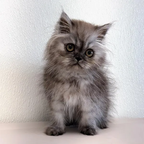 Female Persian kitten for sale at Petland - Pensacola.