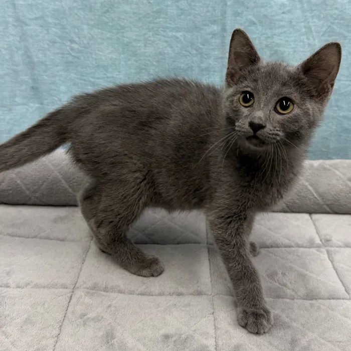 Male Tonkinese kitten for sale at Petland - Pensacola.