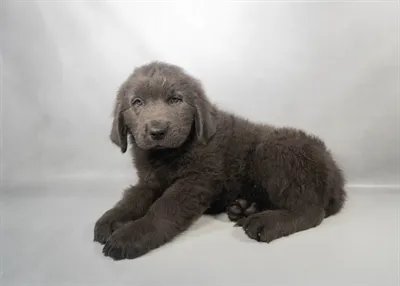 Male Newfoundland puppy for sale at Petland - Pensacola.