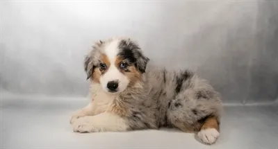 Female Australian Shepherd puppy for sale at Petland - Pensacola.