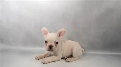 Male French Bulldog puppy for sale at Petland - Pensacola.
