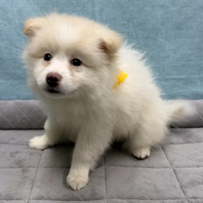 Female Pomsky 2Nd Gen puppy for sale at Petland - Pensacola.