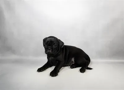 Female Pug puppy for sale at Petland - Pensacola.