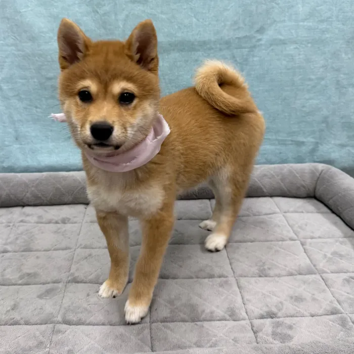 Female Shiba Inu puppy for sale at Petland - Pensacola.