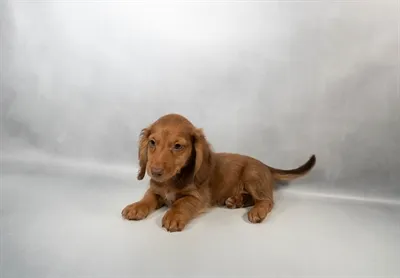Male Dachshund puppy for sale at Petland - Pensacola.