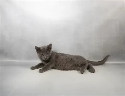 Male Russian Blue kitten for sale at Petland - Pensacola.