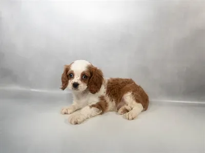 Male Cavalier King Charles Spaniel puppy for sale at Petland - Pensacola.