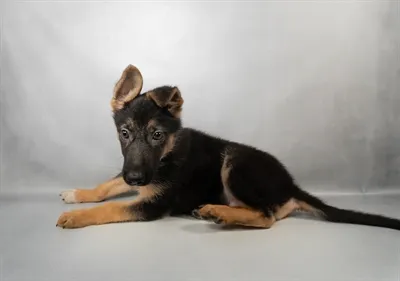 Male German Shepherd puppy for sale at Petland - Pensacola.