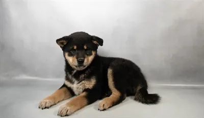 Male Shiba Inu puppy for sale at Petland - Pensacola.