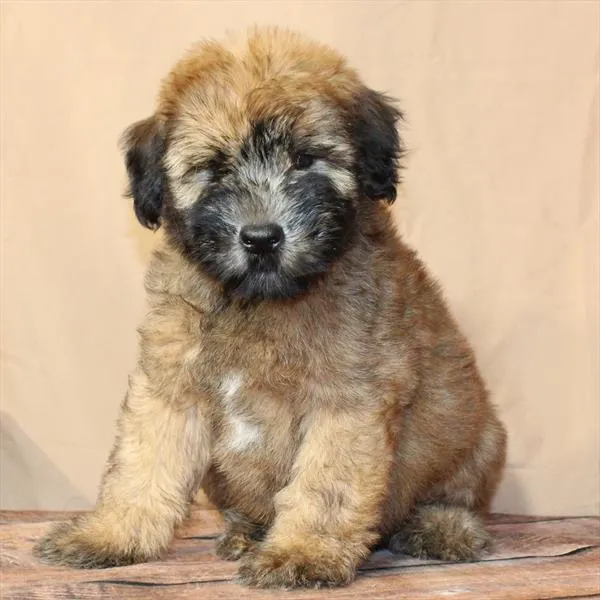 Male Soft Coated Wheaten Terrier puppy for sale at Petland - Pensacola.