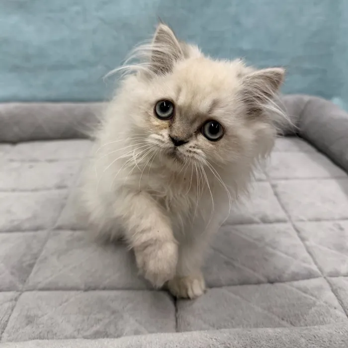 Male Persian kitten for sale at Petland - Pensacola.