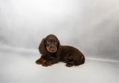 Female Dachshund puppy for sale at Petland - Pensacola.