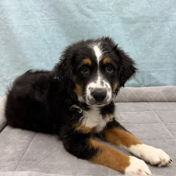 Male Miniature American Shepherd puppy for sale at Petland - Pensacola.