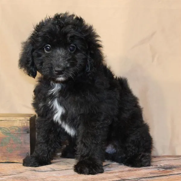 Male Aussiedoodle puppy for sale at Petland - Pensacola.