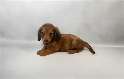 Female Dachshund puppy for sale at Petland - Pensacola.