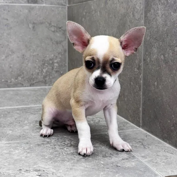 Male Chihuahua puppy for sale at Petland - Pensacola.