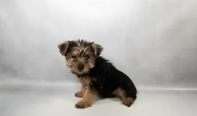 Female Yorkshire Terrier puppy for sale at Petland - Pensacola.