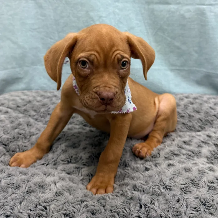 Male Dogue De Bordeaux puppy for sale at Petland - Pensacola.