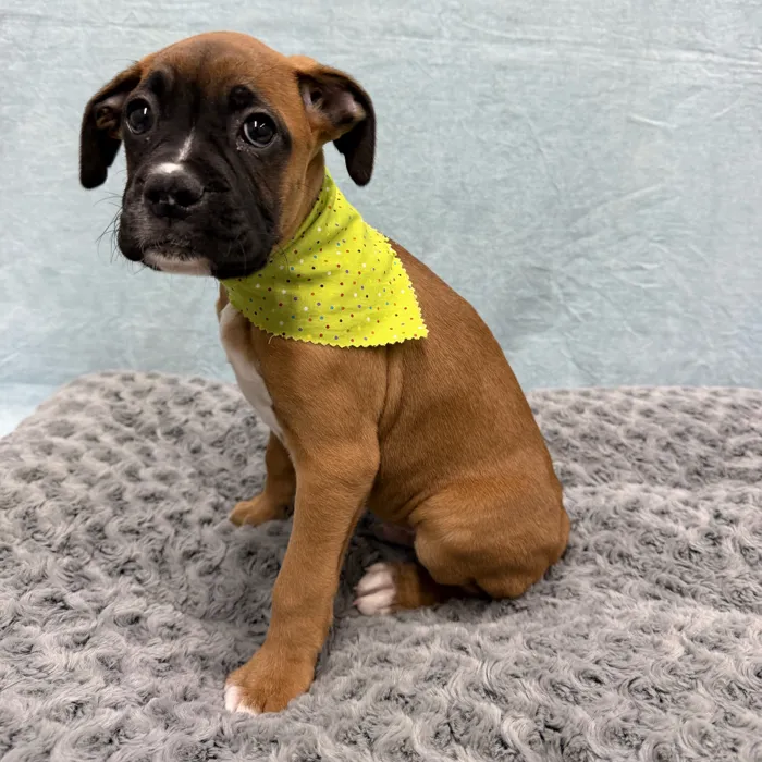 Male Boxer puppy for sale at Petland - Pensacola.