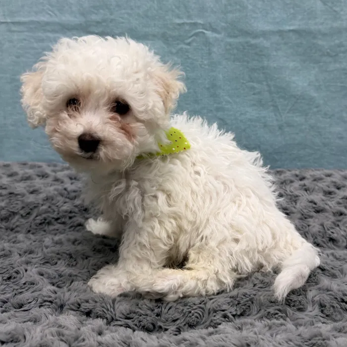 Male Bichon Frise puppy for sale at Petland - Pensacola.