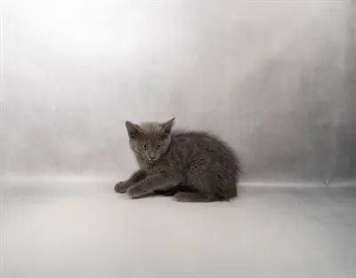 Female Russian Blue puppy for sale at Petland - Pensacola.