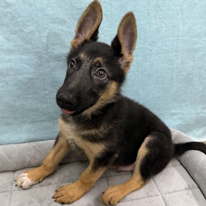 Male German Shepherd puppy for sale at Petland - Pensacola.