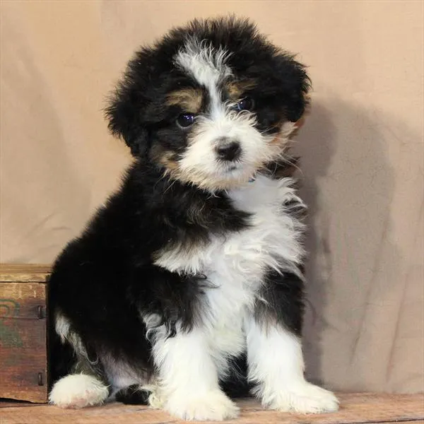 Male Aussiedoodle puppy for sale at Petland - Pensacola.