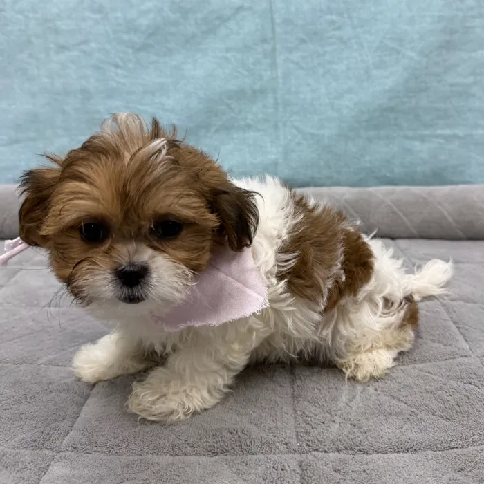 Female Teddy Bear puppy for sale at Petland - Pensacola.