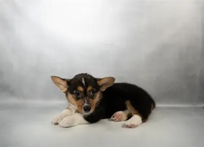 Female Pembroke Welsh Corgi puppy for sale at Petland - Pensacola.