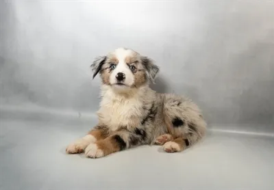 Male Miniature Australian Shepherd puppy for sale at Petland - Pensacola.