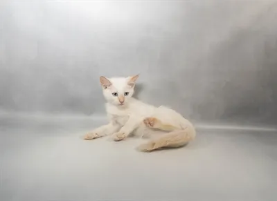 Male Siamese kitten for sale at Petland - Pensacola.